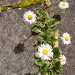 2008-04-20_blarney_26