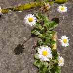 2008-04-20_blarney_27