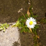 2008-04-20_blarney_28