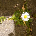 2008-04-20_blarney_29