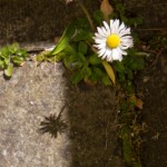2008-04-20_blarney_30