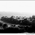 Hedges and Fields