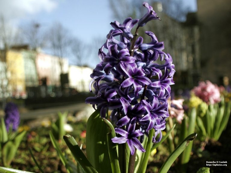 City flowers in the sun
