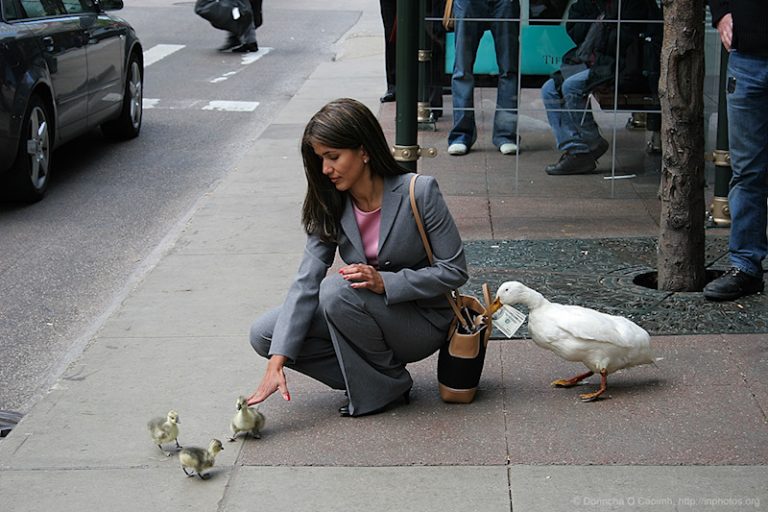 Behind the scenes of the Thieving Duck