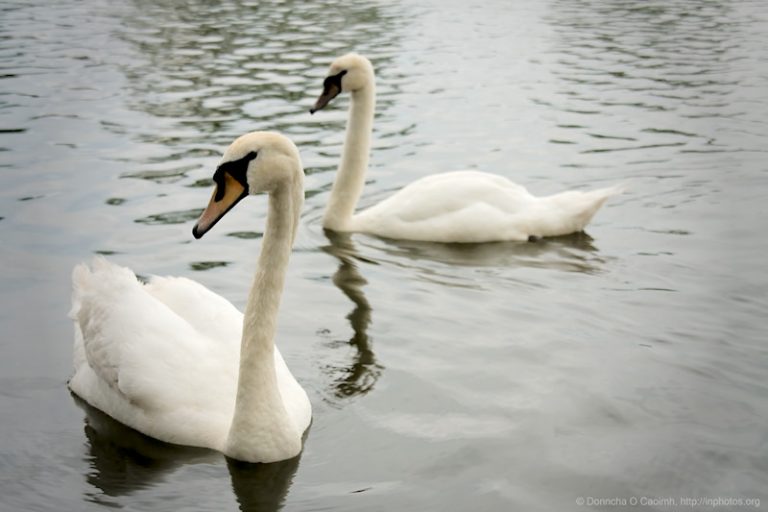 Lough Swans