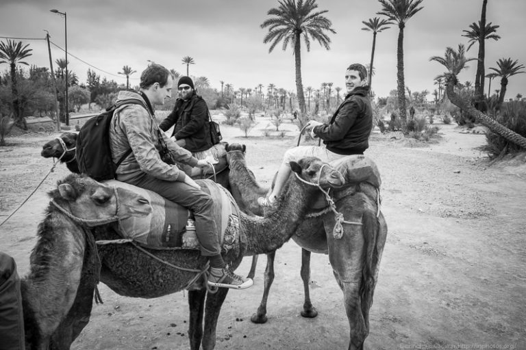 The Camel Riders
