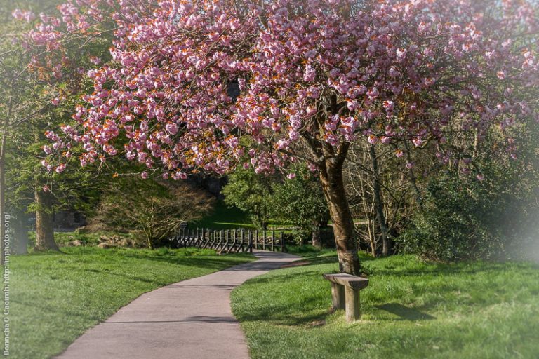 Cherry Blossom under the Castle