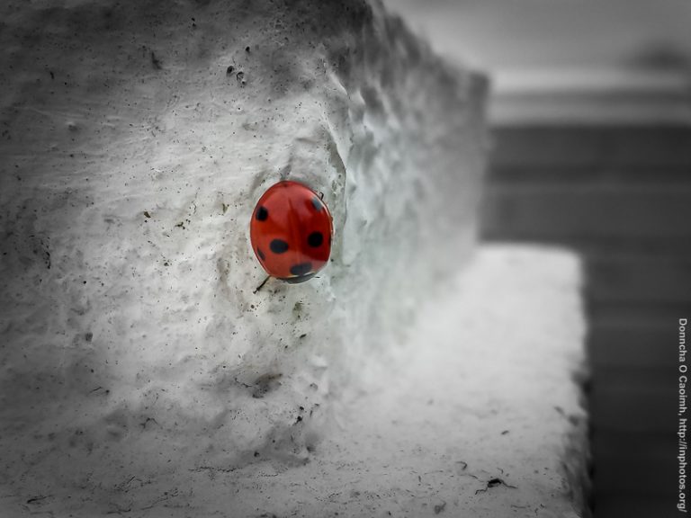 An Autumn Ladybird