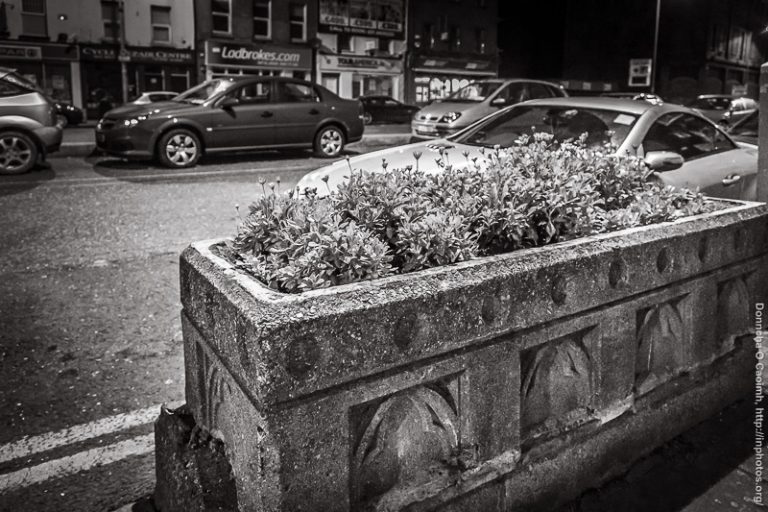 Horse Trough in Parnell Place