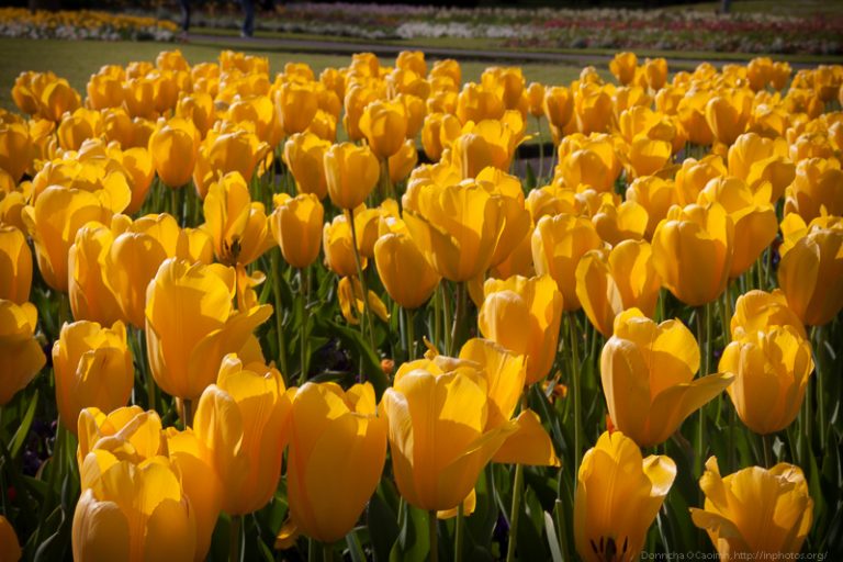Yellow Flowers in Fitzgerald Park
