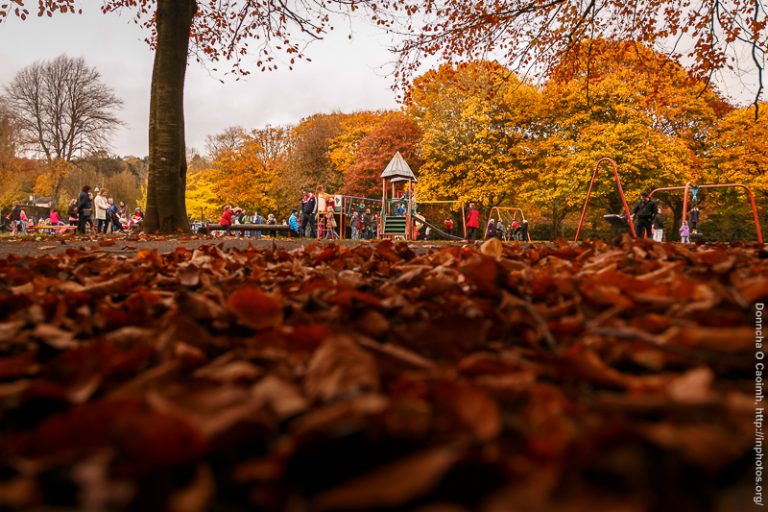 The Golden Shades of Autumn