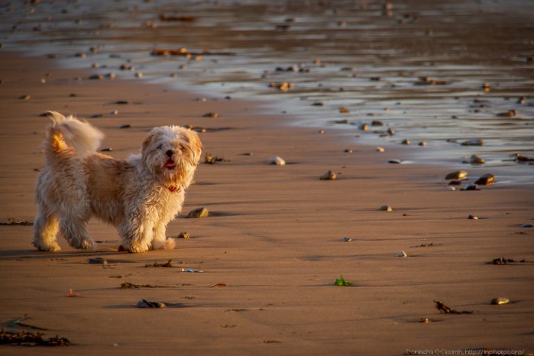 Oscar on the beach again!