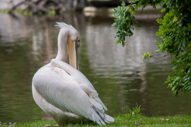 Pelican at Fota