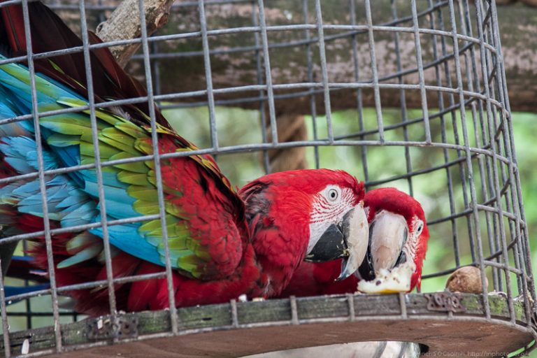 Parrots at Fota Wildlife Park