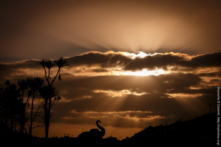 An Elephant at Inchydoney