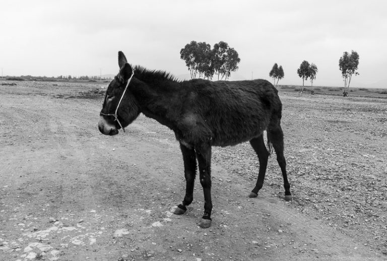 Donkey in Morocco