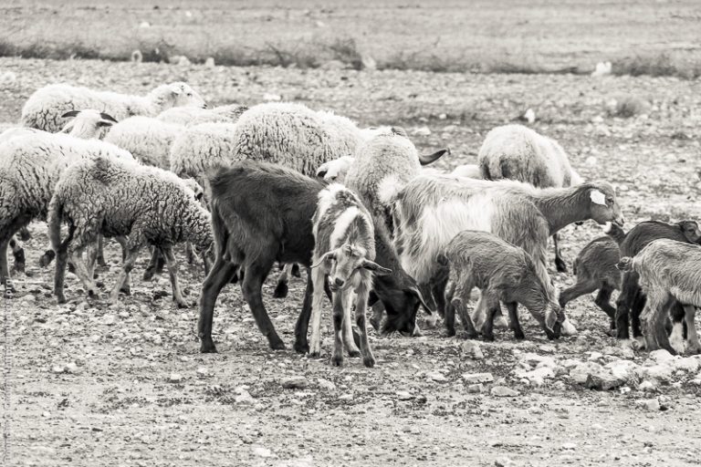 Moroccan Goats