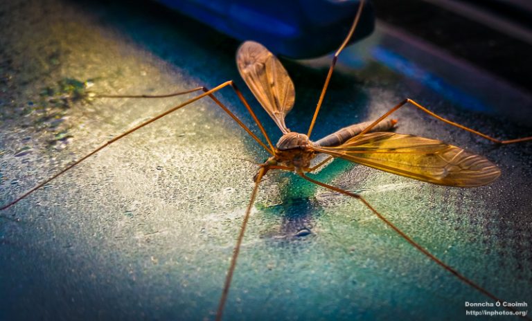 My Creepy Daddy Long Legs