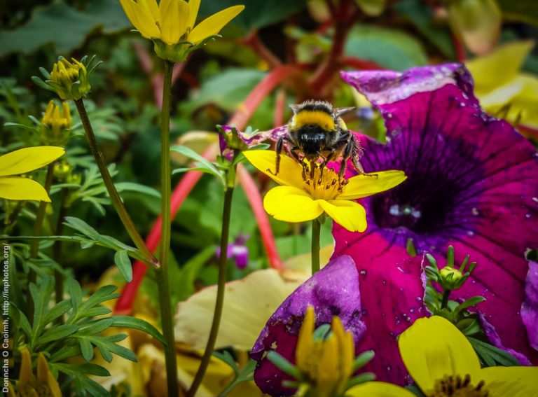 Bee on the flowers