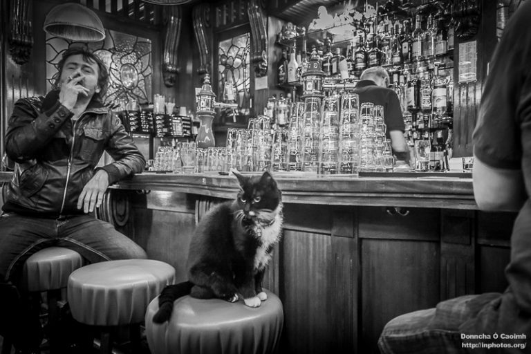 Dutch Cat in a Pub