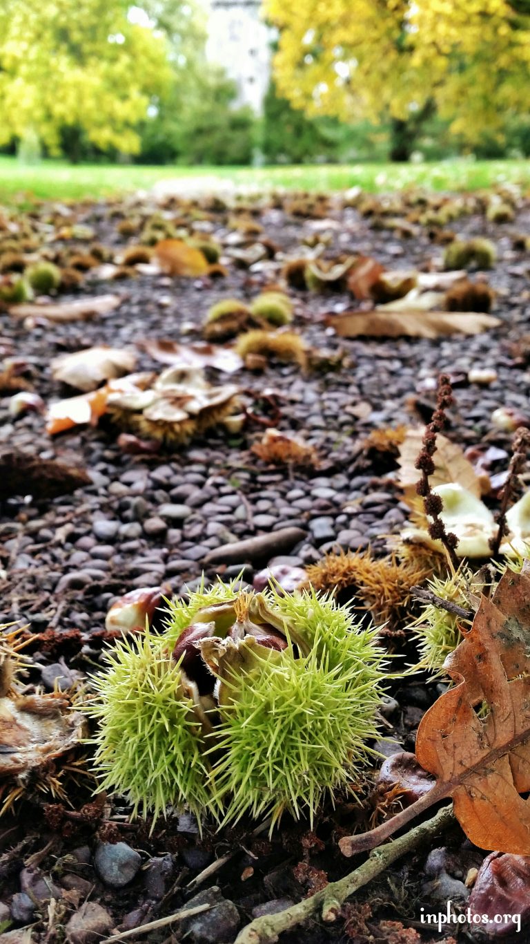 Seeds of the sweet chestnut