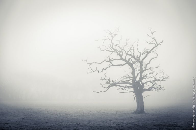 Blarney Tree in Fog