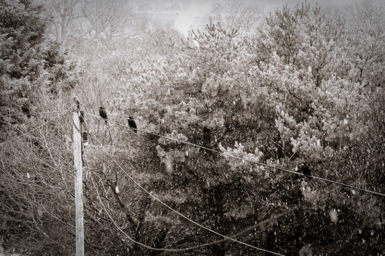 Crows for the Snow