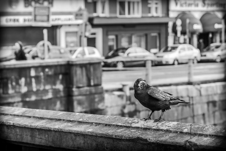 Crow on Bridge