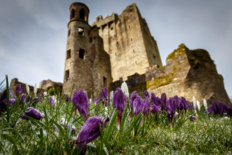 Crocus Flowers and Blarney Castle