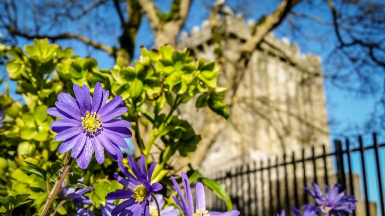 Beautiful Flowers at Blarney Castle