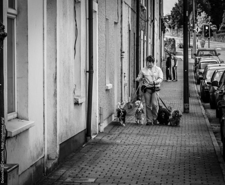 Dog Walking in Blarney