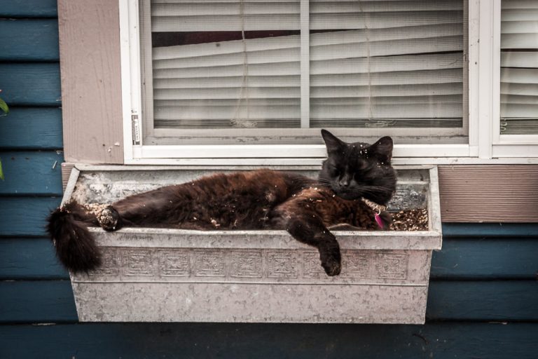 Cat enjoying the morning heat