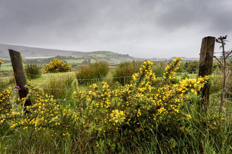 Sheep’s Head Yellow Heather