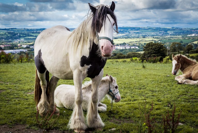 Horses in a field