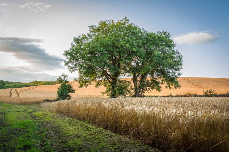 The tree in the wheat field