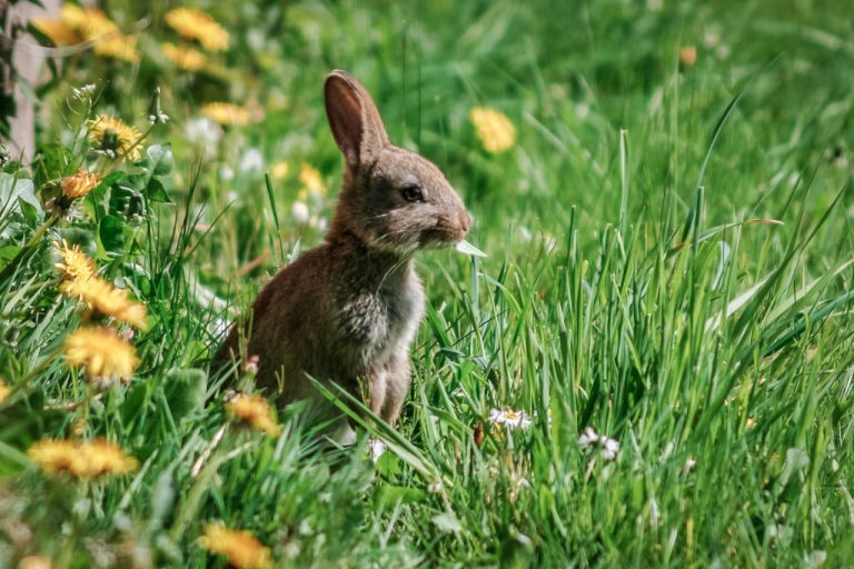 Rabbit in our garden