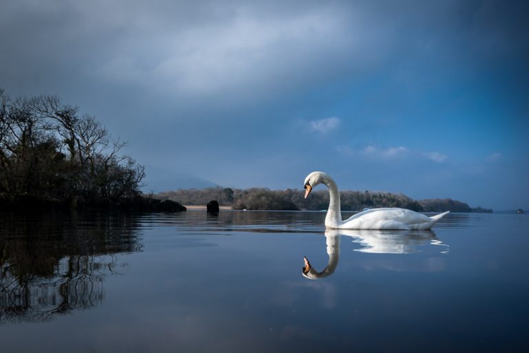 Swan on the Lakes of Killarney