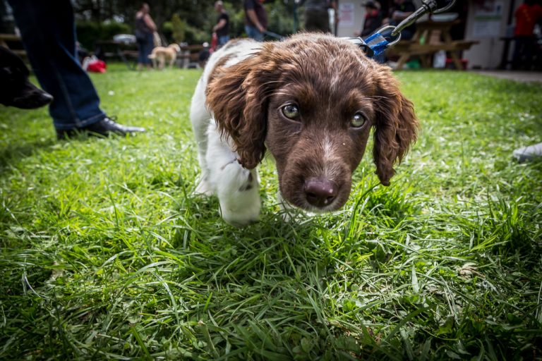 Photos from “Paws-A-While for Coffee for CSPCA”