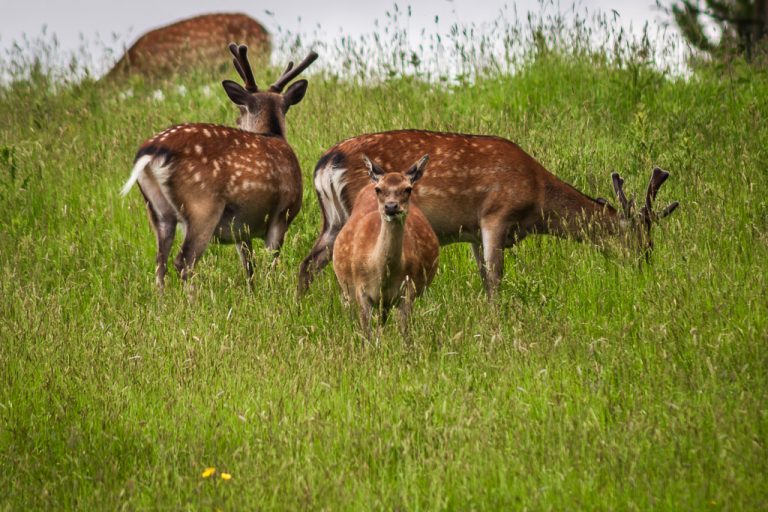 Doneraile Deer