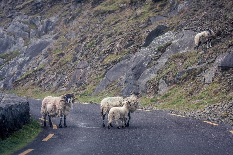 Sheep Roadblock