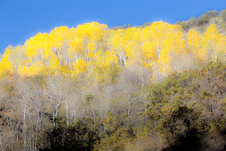Yellow Utah Aspen