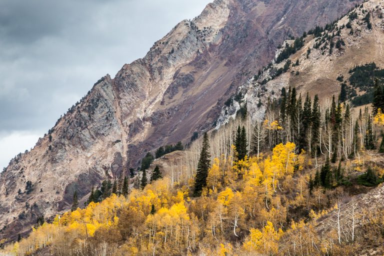 Aspen in the Mountains