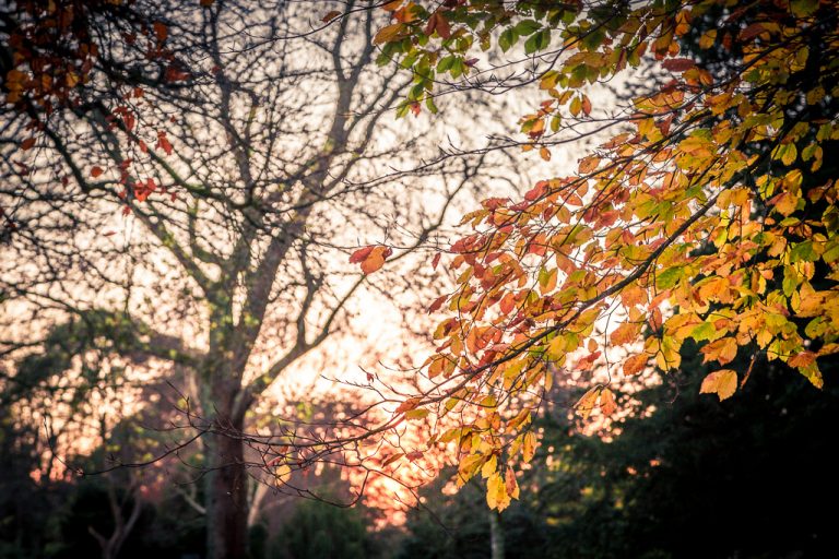Tree Leaves at Sunset