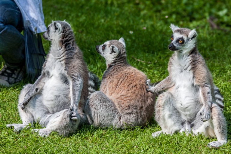 All together at Fota