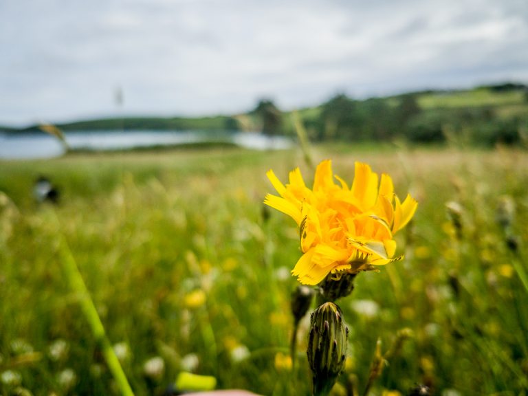 Dandelion in the field
