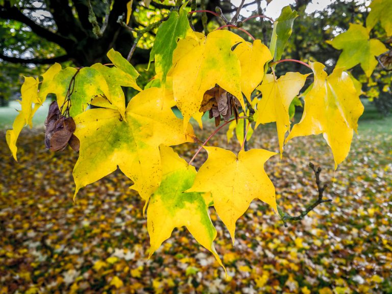 Autumn in Blarney Castle
