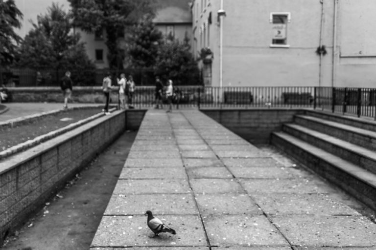 Pigeon in Bishop Lucey Park
