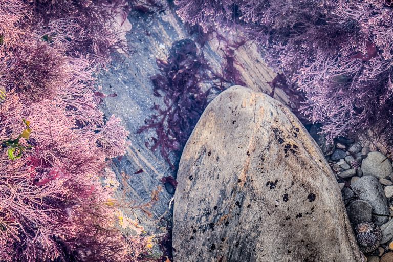 Purple in the rocks