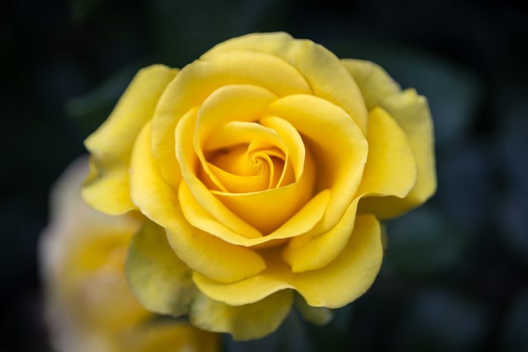 Yellow Rose