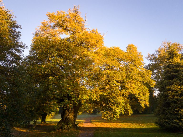 Trees in Morning Sunlight